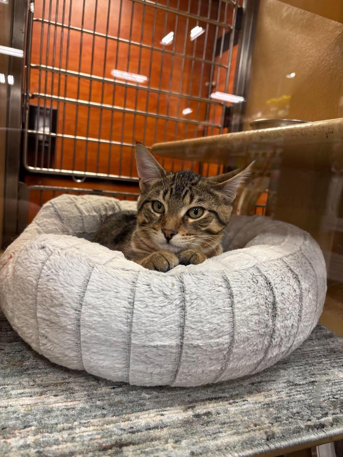 Enlarge TOOPY (bonded with MATCHA), a Adopted Domestic Short Hair in Tillsonburg, ON image 2/3