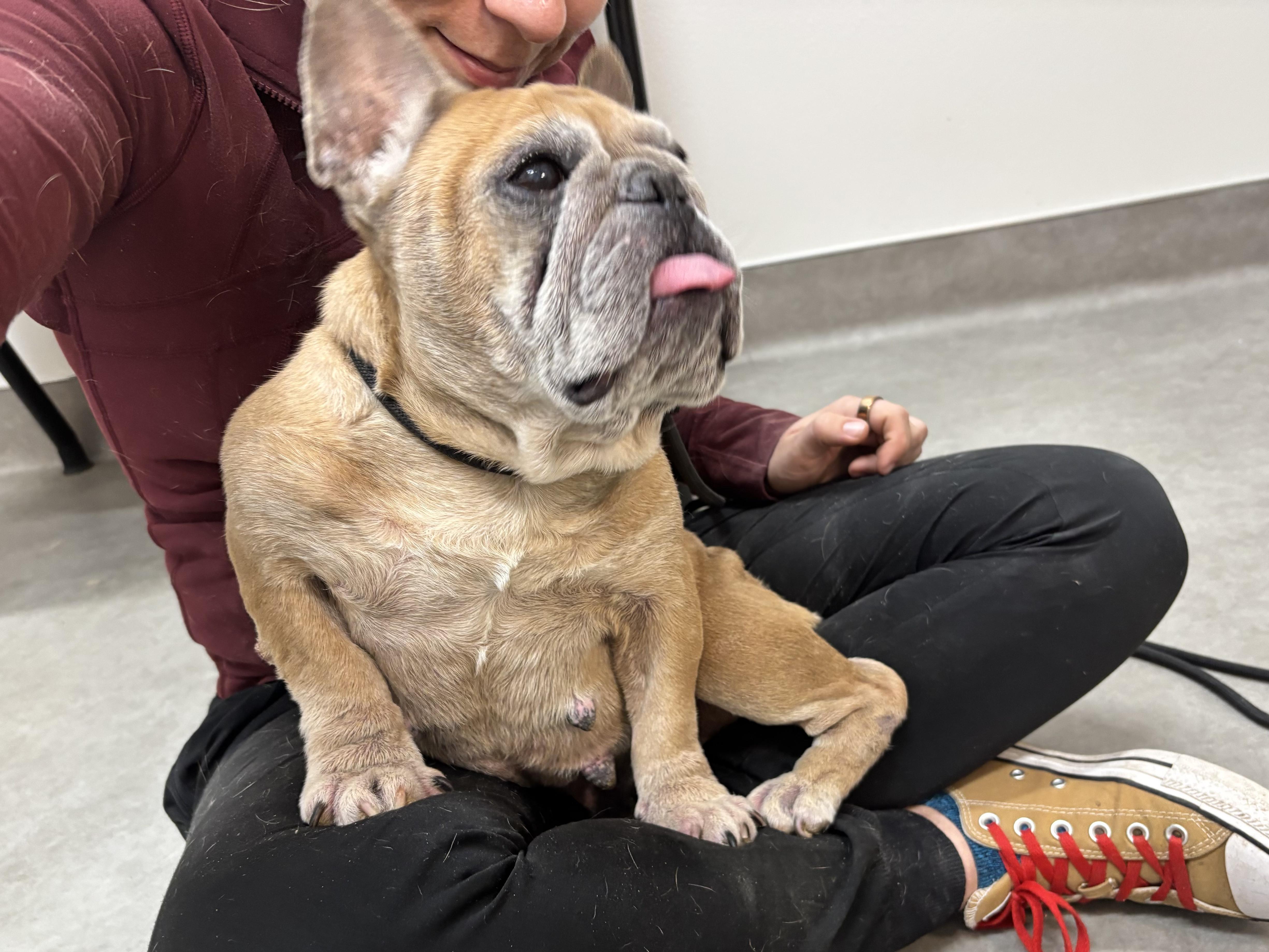 Enlarge Squash, a Adoptable French Bulldog in Evans City, PA image 4/6