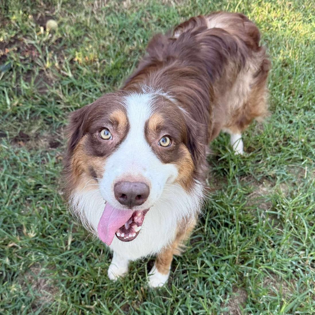 Enlarge Conrad, a Adoptable Australian Shepherd in amarillo, TX image 1/1