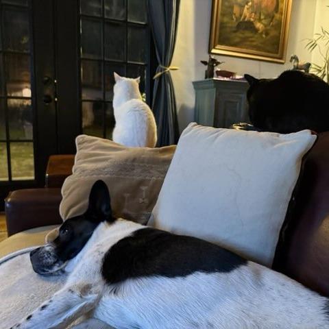 Tinman, Adoptable, Young Male French Bulldog & Mixed Breed.