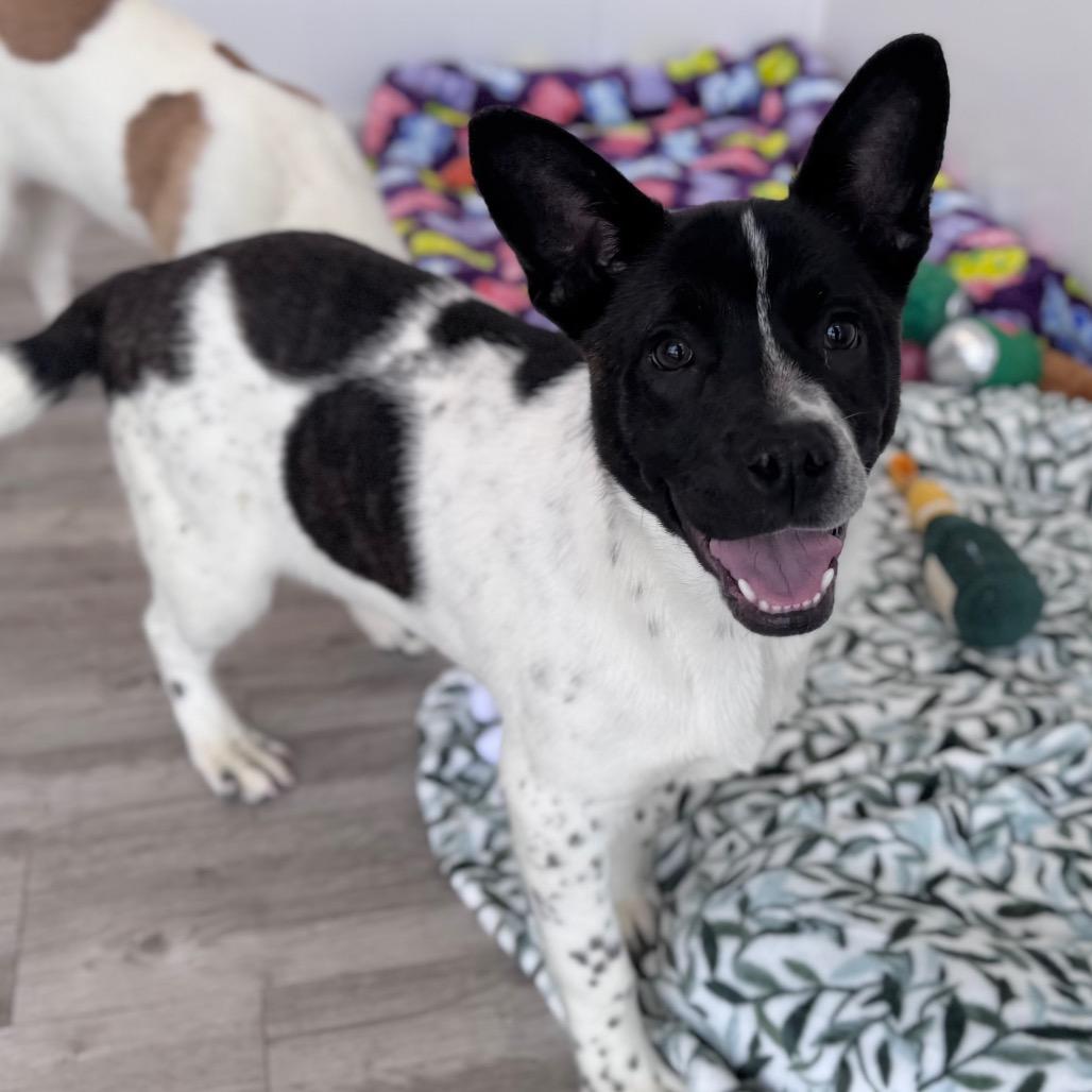 Enlarge Tinman, a Adoptable mixed breed in Green Bay, WI image 2/6