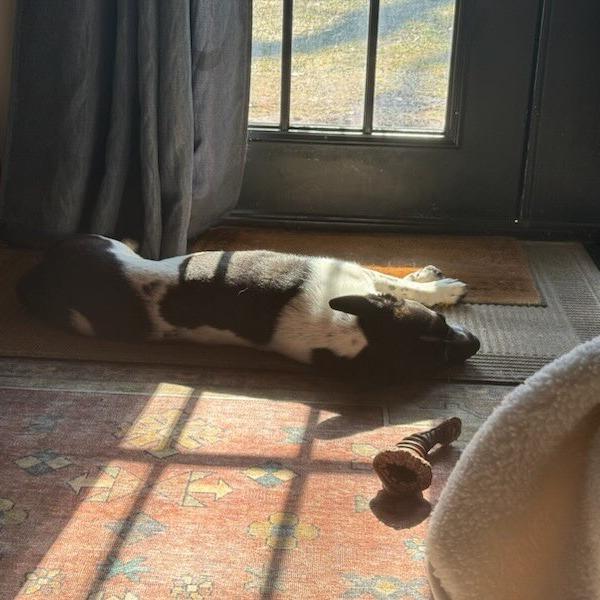 Enlarge Tinman, a Adoptable mixed breed in Green Bay, WI image 3/6