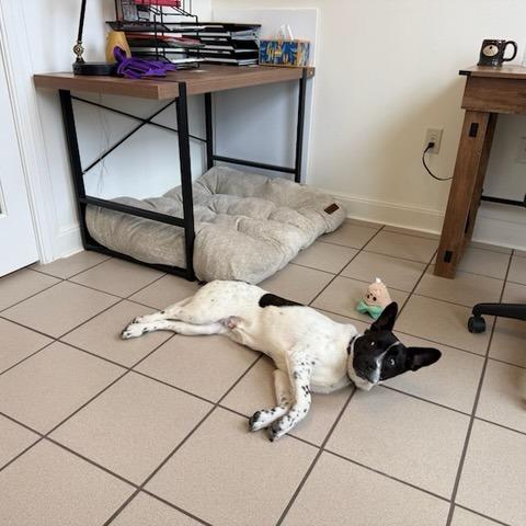 Enlarge Tinman, a Adoptable mixed breed in Green Bay, WI image 4/6