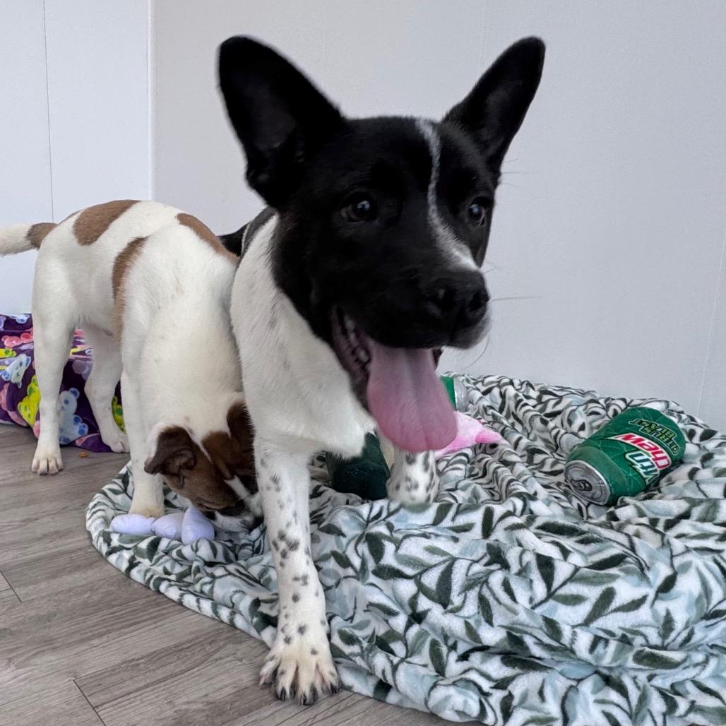 Enlarge Tinman, a Adoptable mixed breed in Green Bay, WI image 5/6