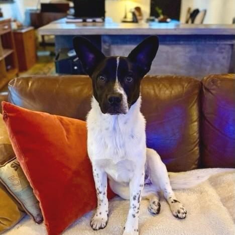 Enlarge Tinman, a Adoptable mixed breed in Green Bay, WI image 6/6