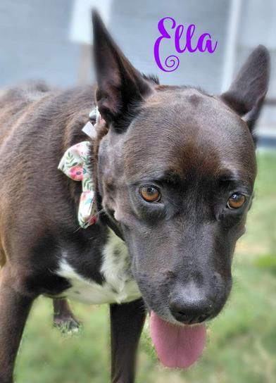 Enlarge Ella, a Adoptable mixed breed in Champaign, IL image 6/6