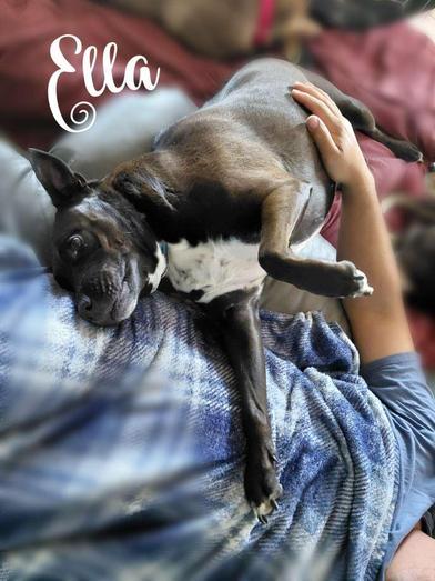 Enlarge Ella, a Adoptable mixed breed in Champaign, IL image 5/6
