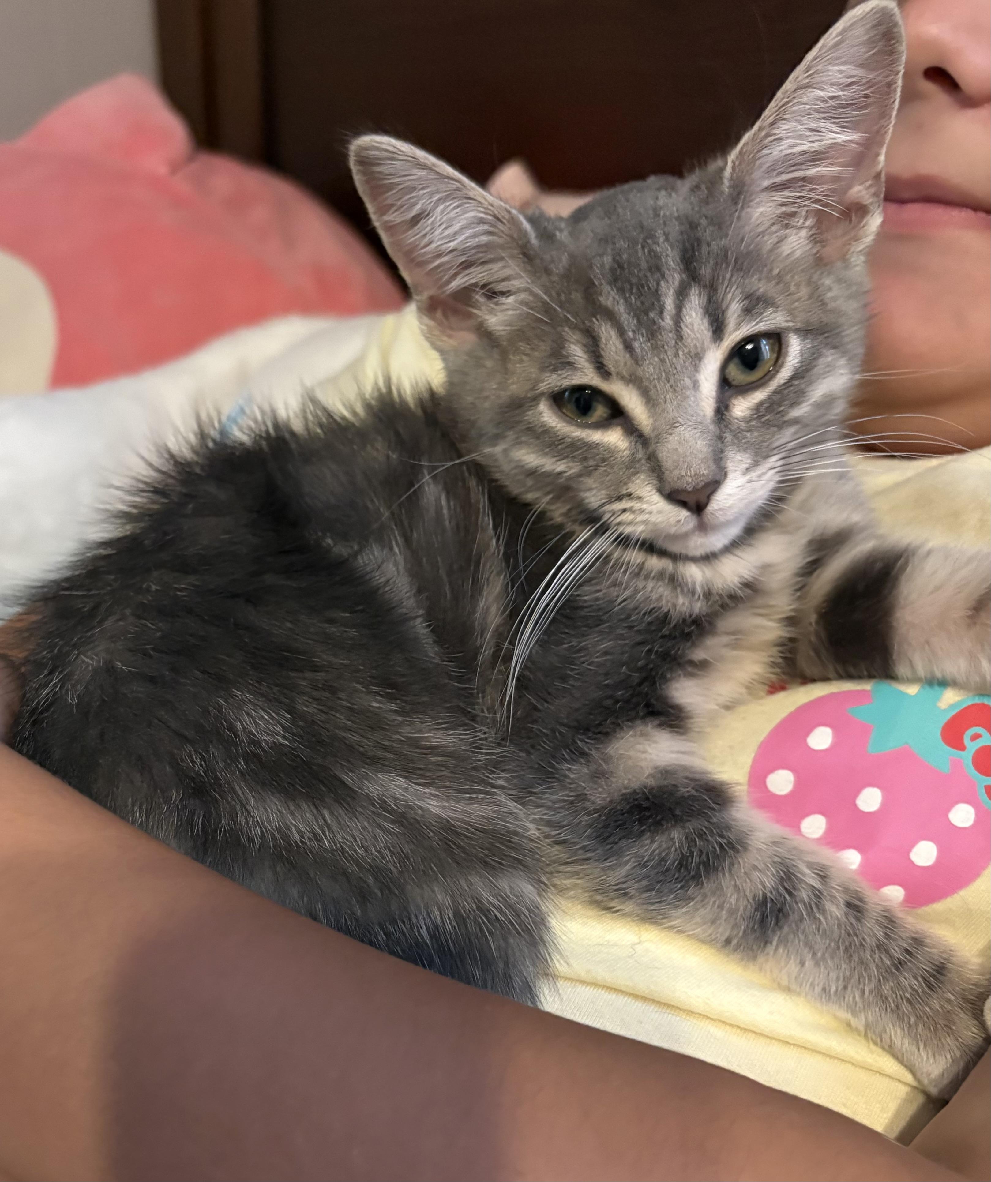 Enlarge Archer, a Adopted Domestic Short Hair in Milwaukee, WI image 1/4