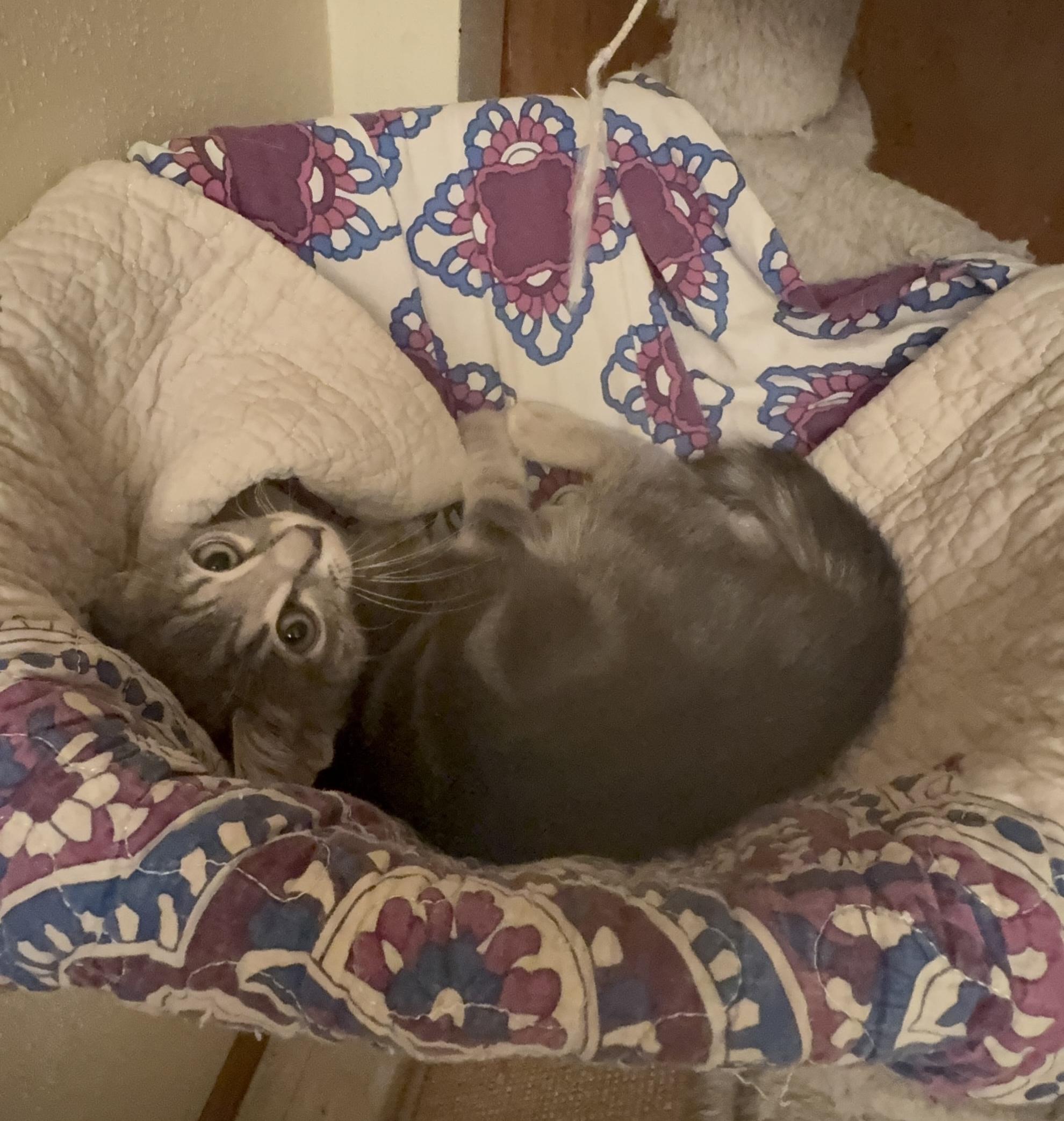 Enlarge Archer, a Adopted Domestic Short Hair in Milwaukee, WI image 4/4