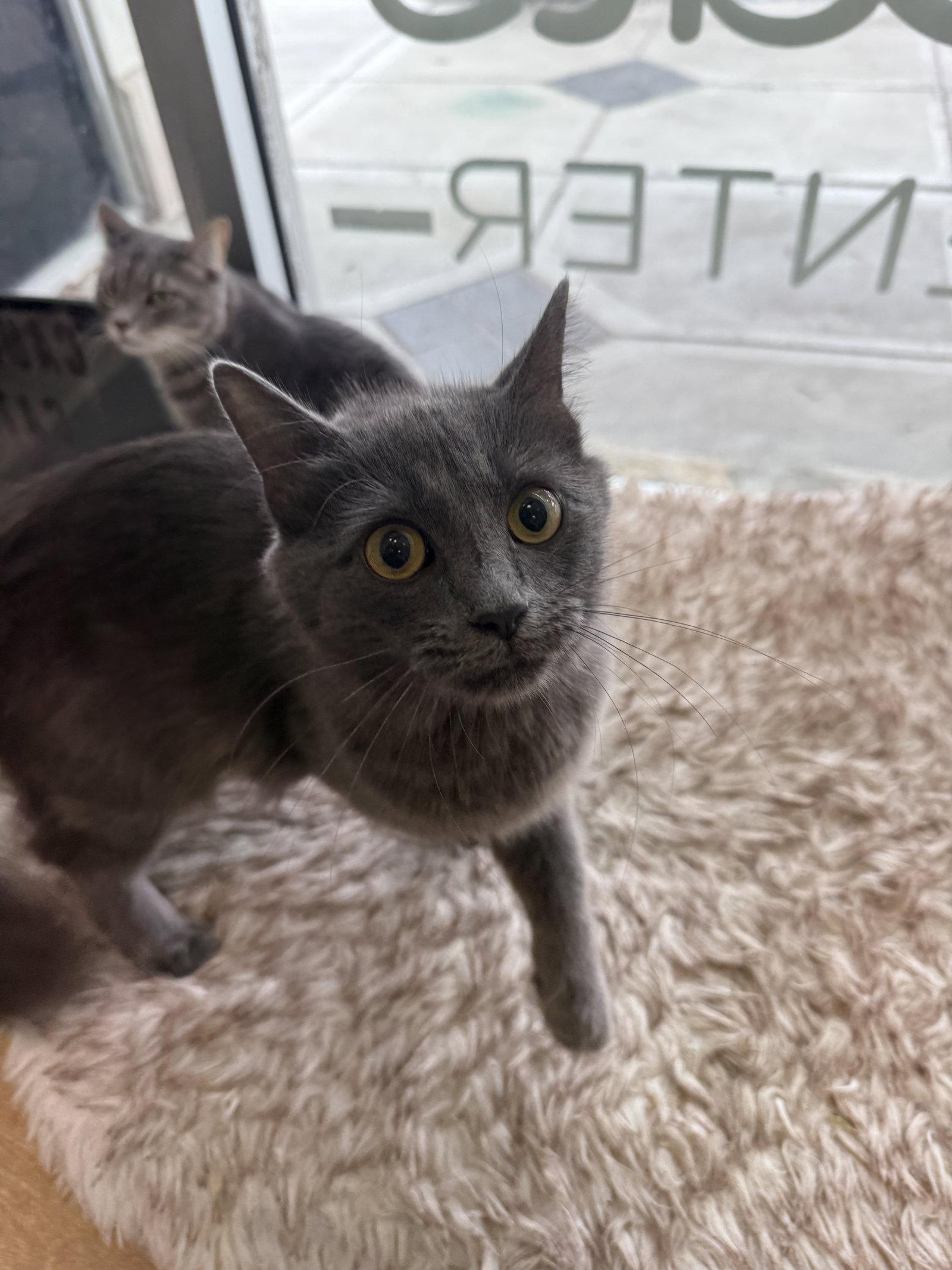 Enlarge Narcoossee, a Adopted Domestic Medium Hair in Dublin, OH image 1/1
