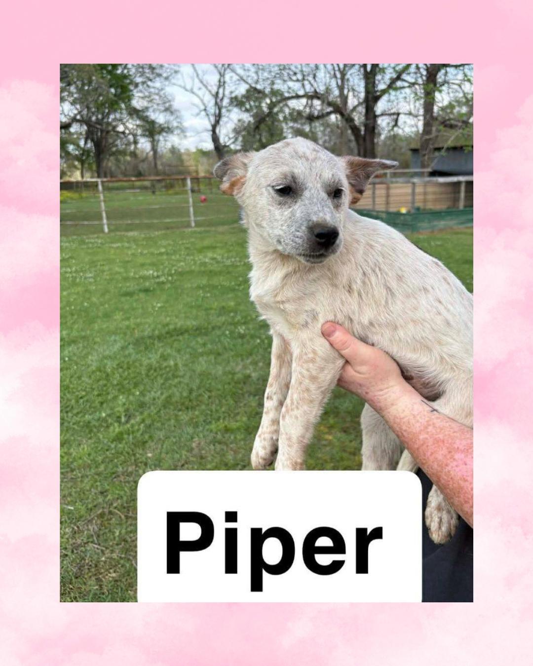 Enlarge Piper, a Adoptable Australian Cattle Dog / Blue Heeler in Rock Hill, NY image 1/1