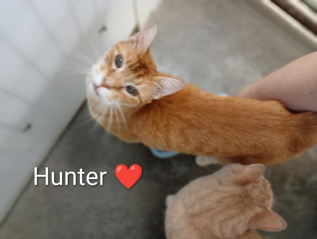 Enlarge Hunter (Fee Sponsored), a Adoptable mixed breed in Saint James, MN image 2/5