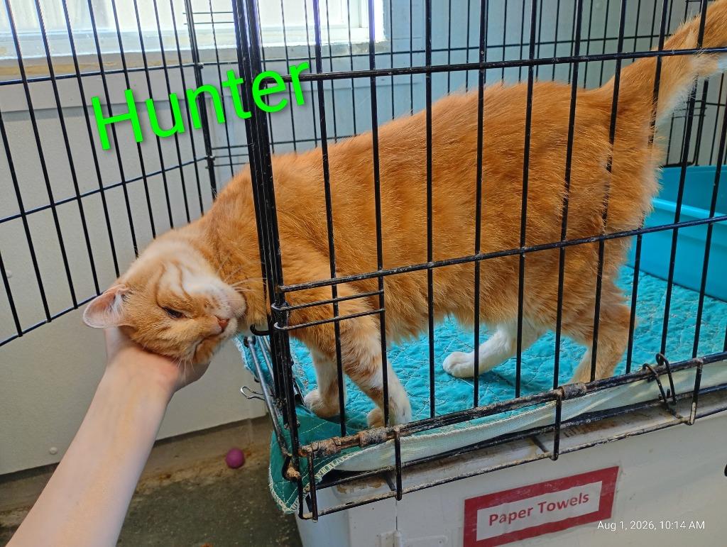 Enlarge Hunter (Fee Sponsored), a Adoptable mixed breed in Saint James, MN image 3/5