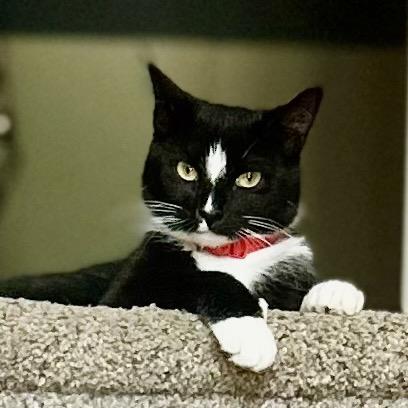 Enlarge Diamond, a Adoptable Domestic Short Hair in Philadelphia, PA image 1/6