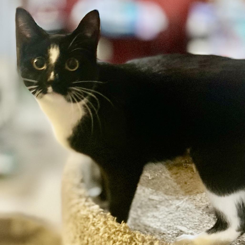 Diamond, Adoptable, Young Female Domestic Short Hair.