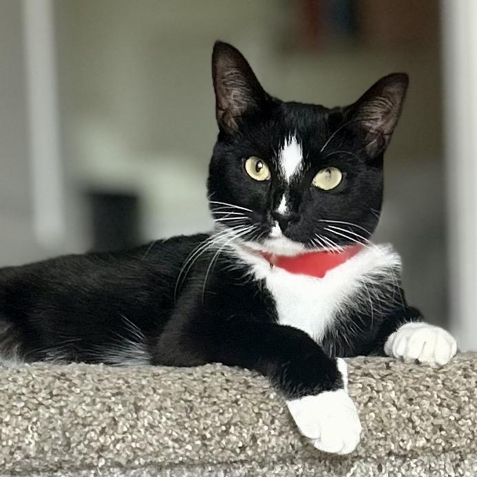 Enlarge Diamond, a Adoptable Domestic Short Hair in Philadelphia, PA image 2/6