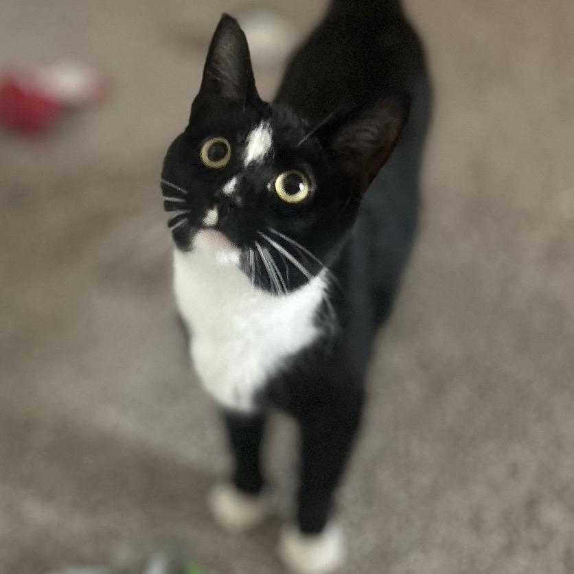 Enlarge Diamond, a Adoptable Domestic Short Hair in Philadelphia, PA image 3/6