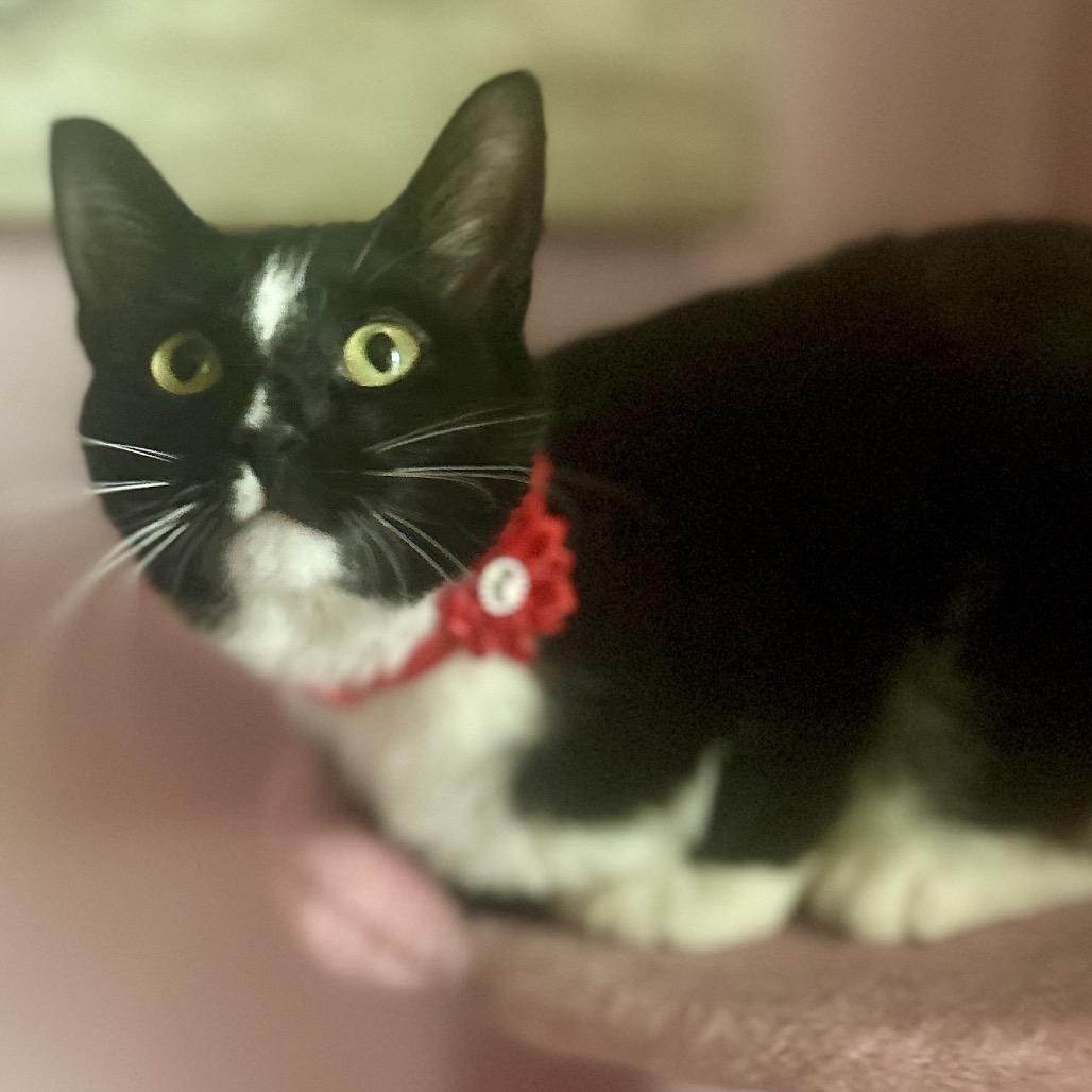 Enlarge Diamond, a Adoptable Domestic Short Hair in Philadelphia, PA image 4/6