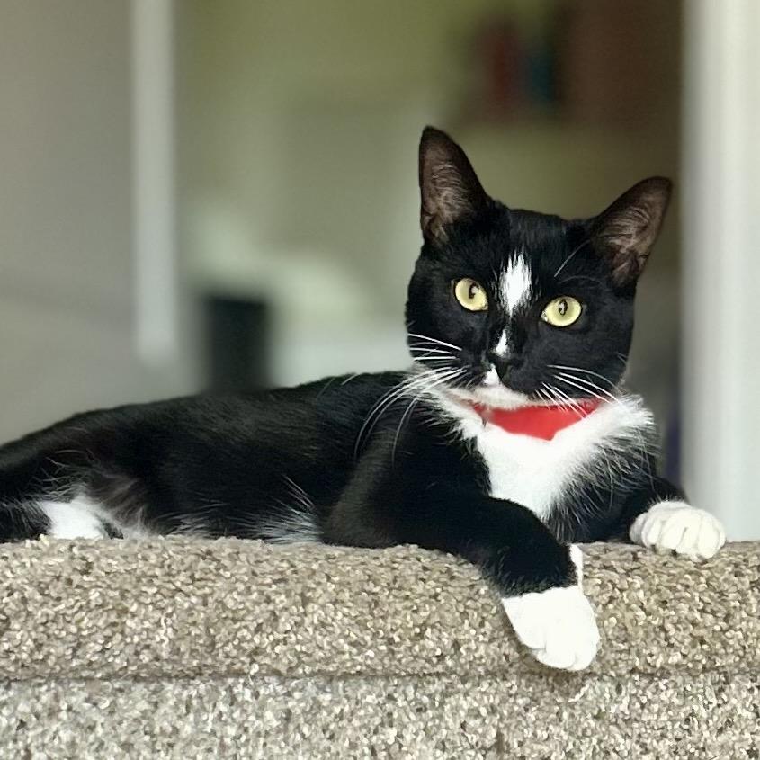 Enlarge Diamond, a Adoptable Domestic Short Hair in Philadelphia, PA image 5/6