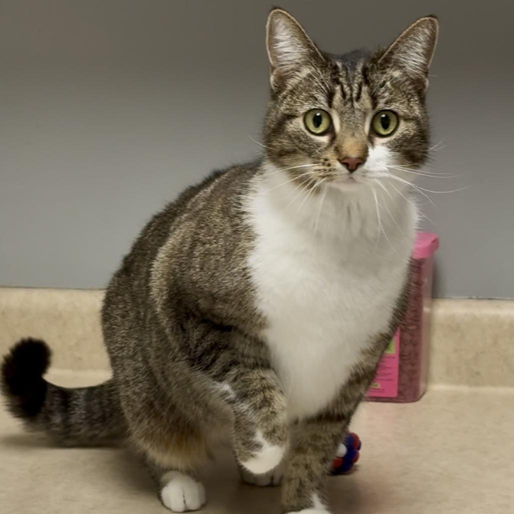 Jane, adopted, Adult Female Domestic Short Hair.