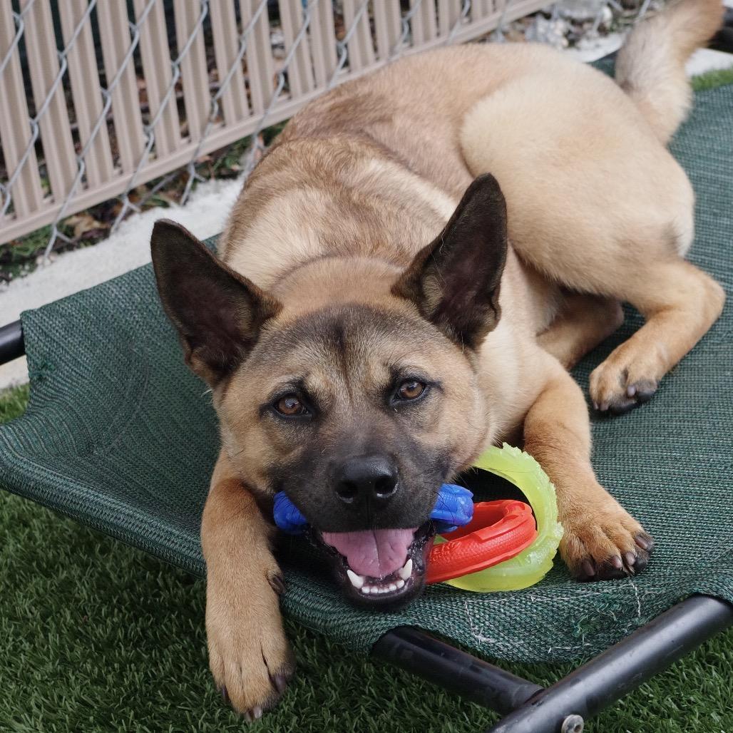 Puppy Bubba, Adoptable, Young Male Chow Chow & Pit Bull Terrier.