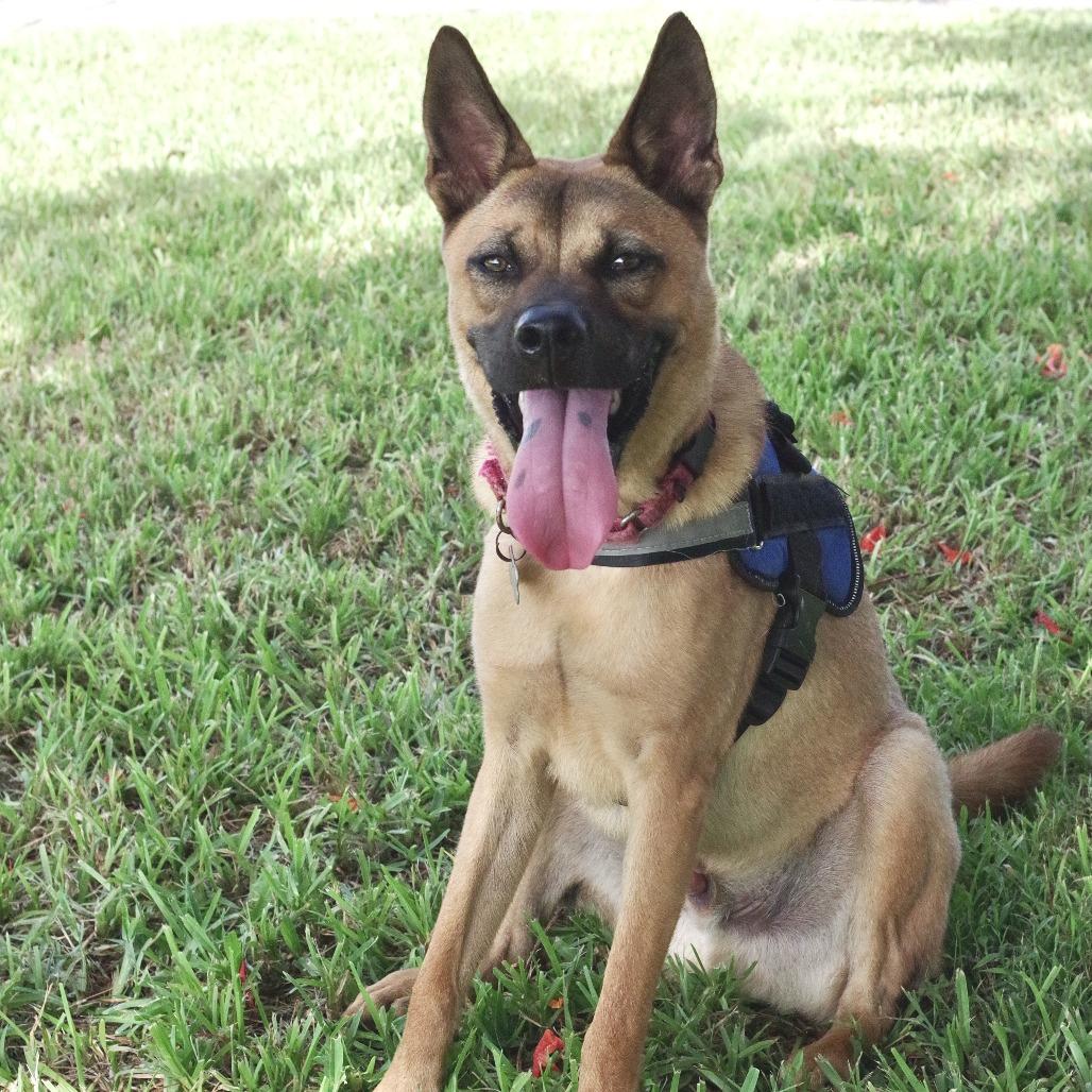 Puppy Bubba, a Adoptable mixed breed in Miami, FL image 1/5