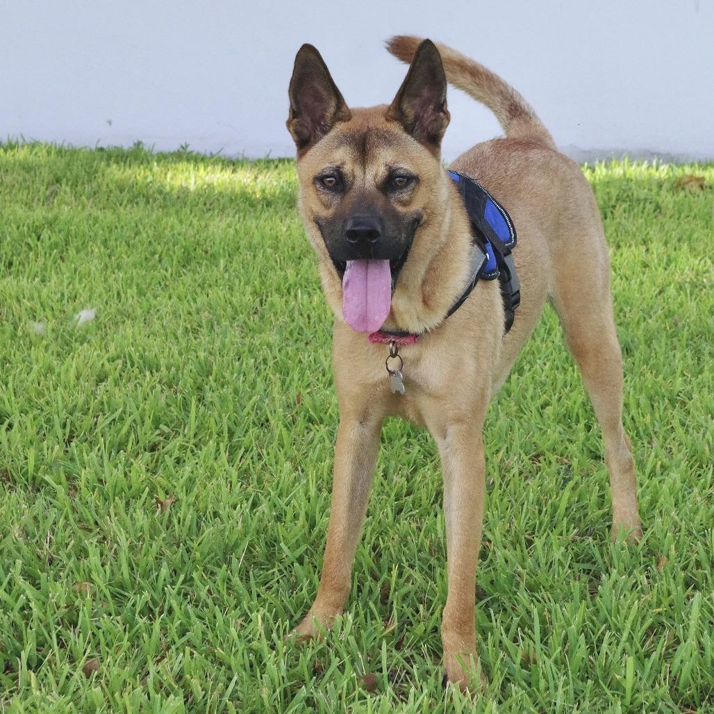 Enlarge Bubba, a Adoptable mixed breed in Miami, FL image 2/5