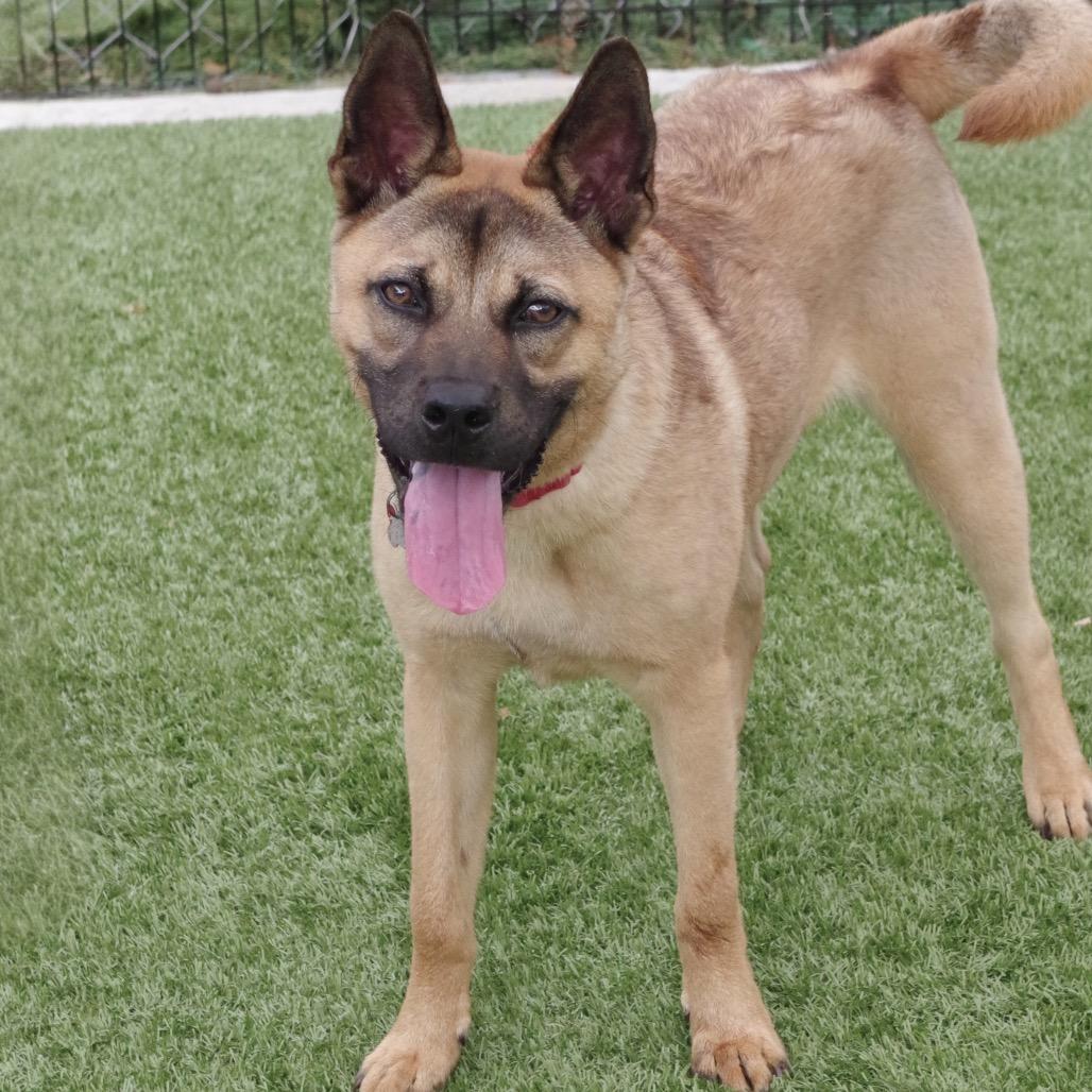 Puppy Bubba, a Adoptable mixed breed in Miami, FL image 2/6
