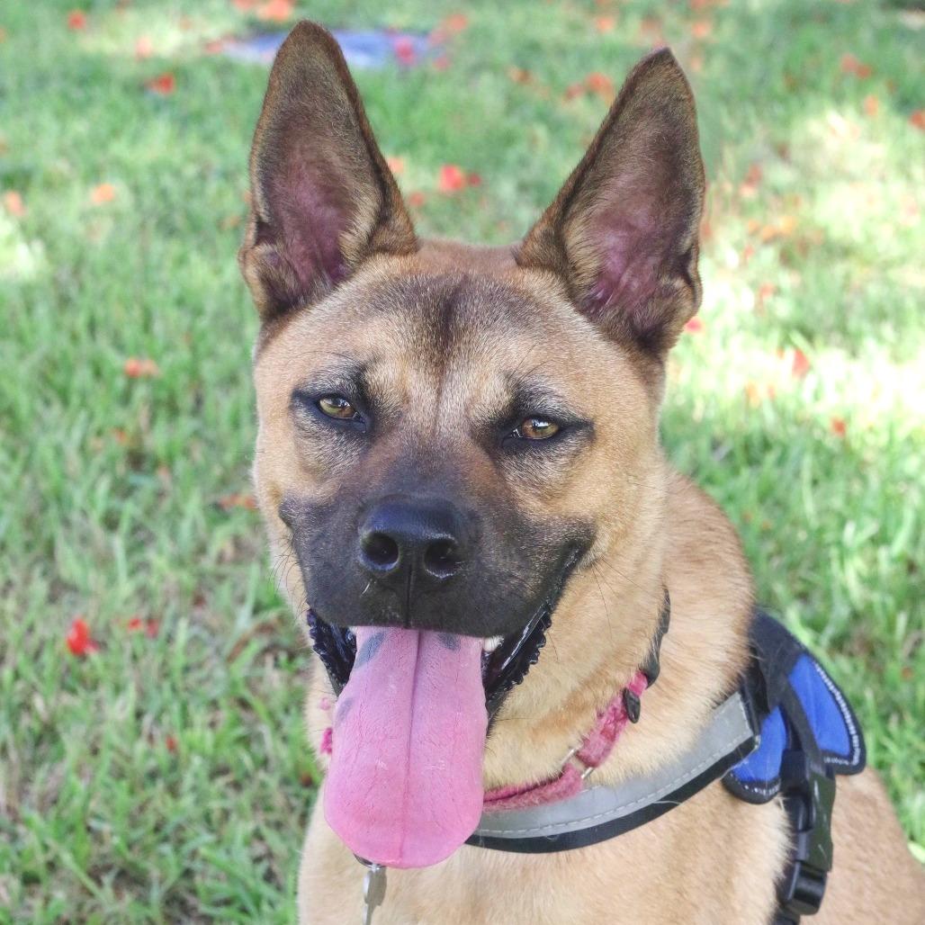 Puppy Bubba, a Adoptable mixed breed in Miami, FL image 3/5