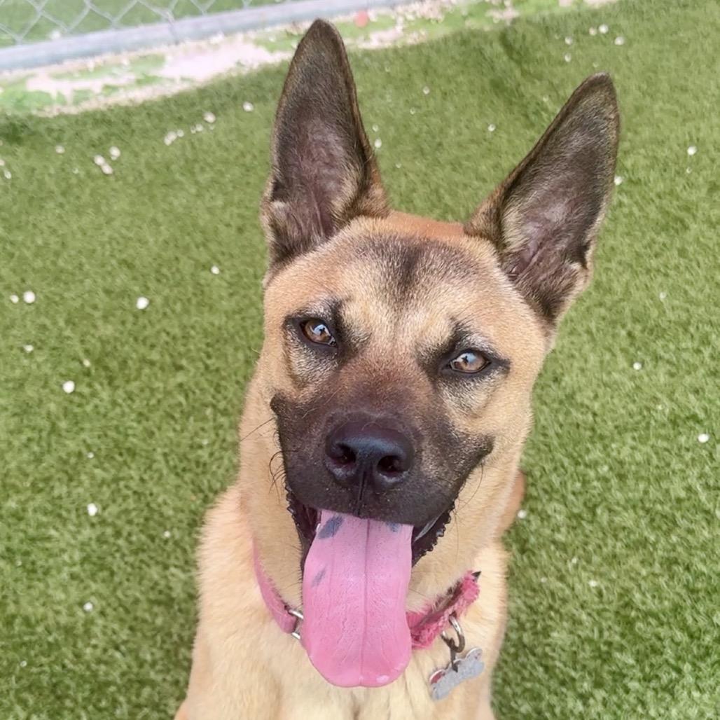 Puppy Bubba, a Adoptable mixed breed in Miami, FL image 3/6