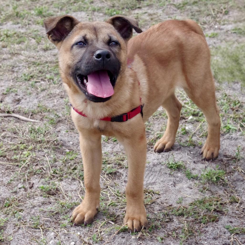 Puppy Bubba thumbnail 3