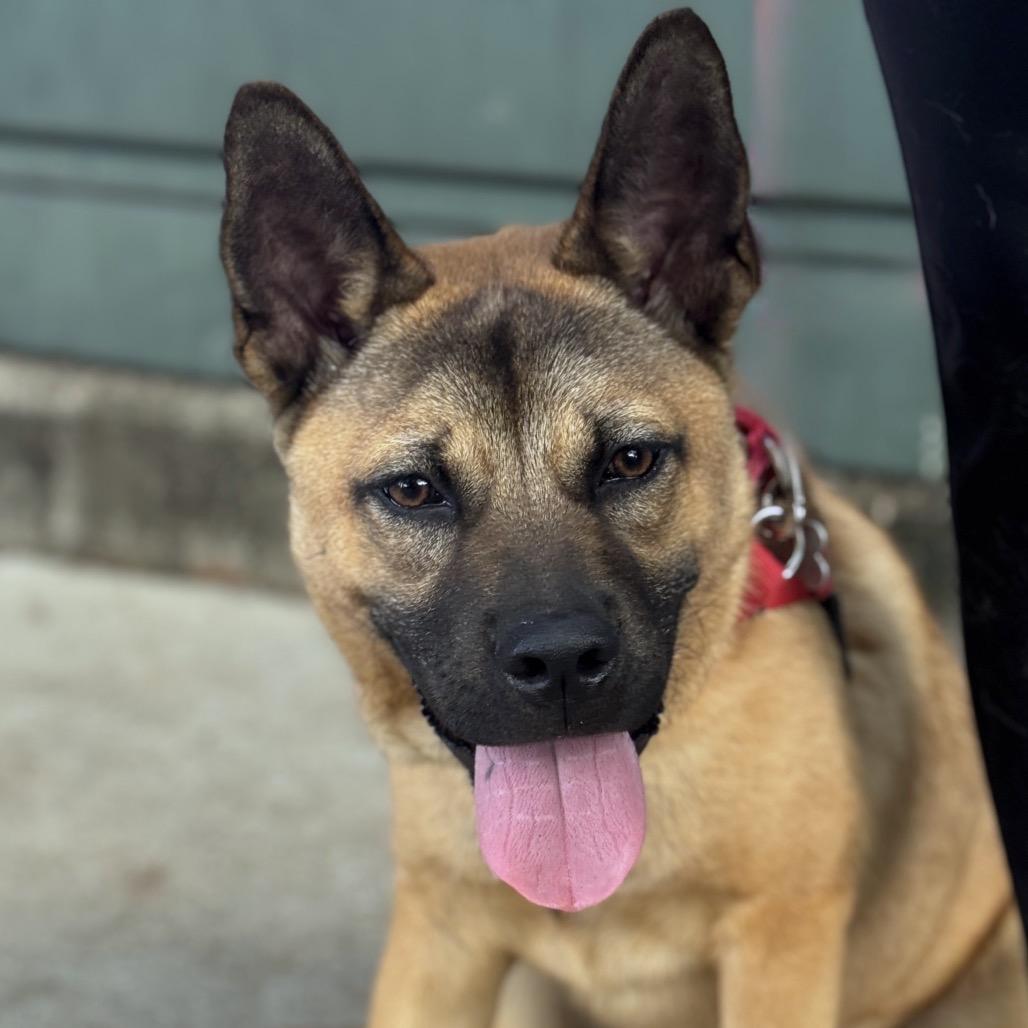 Puppy Bubba, a Adoptable mixed breed in Miami, FL image 4/6