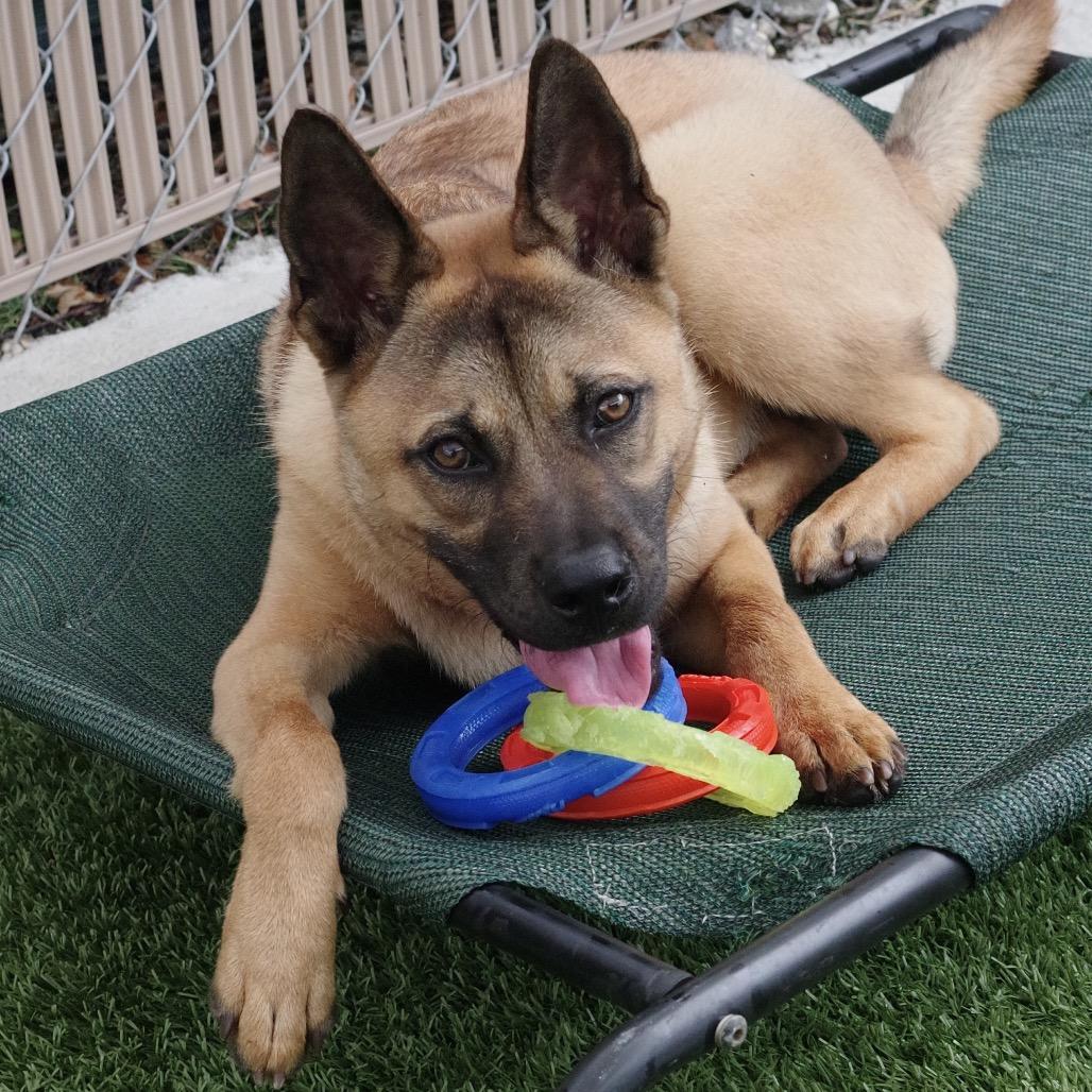 Puppy Bubba, a Adoptable mixed breed in Miami, FL image 5/6