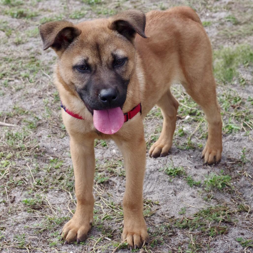 Puppy Bubba thumbnail 4