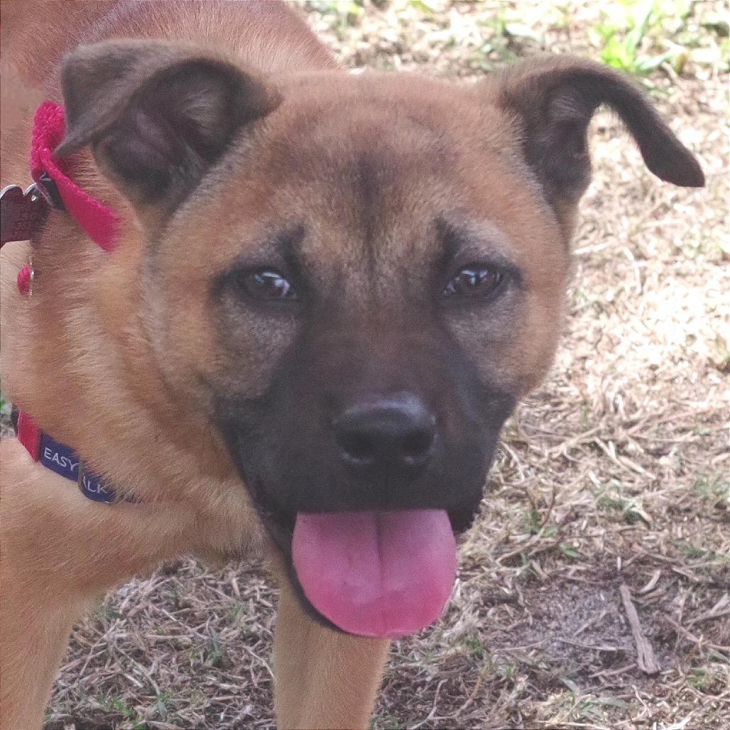 Puppy Bubba thumbnail 5