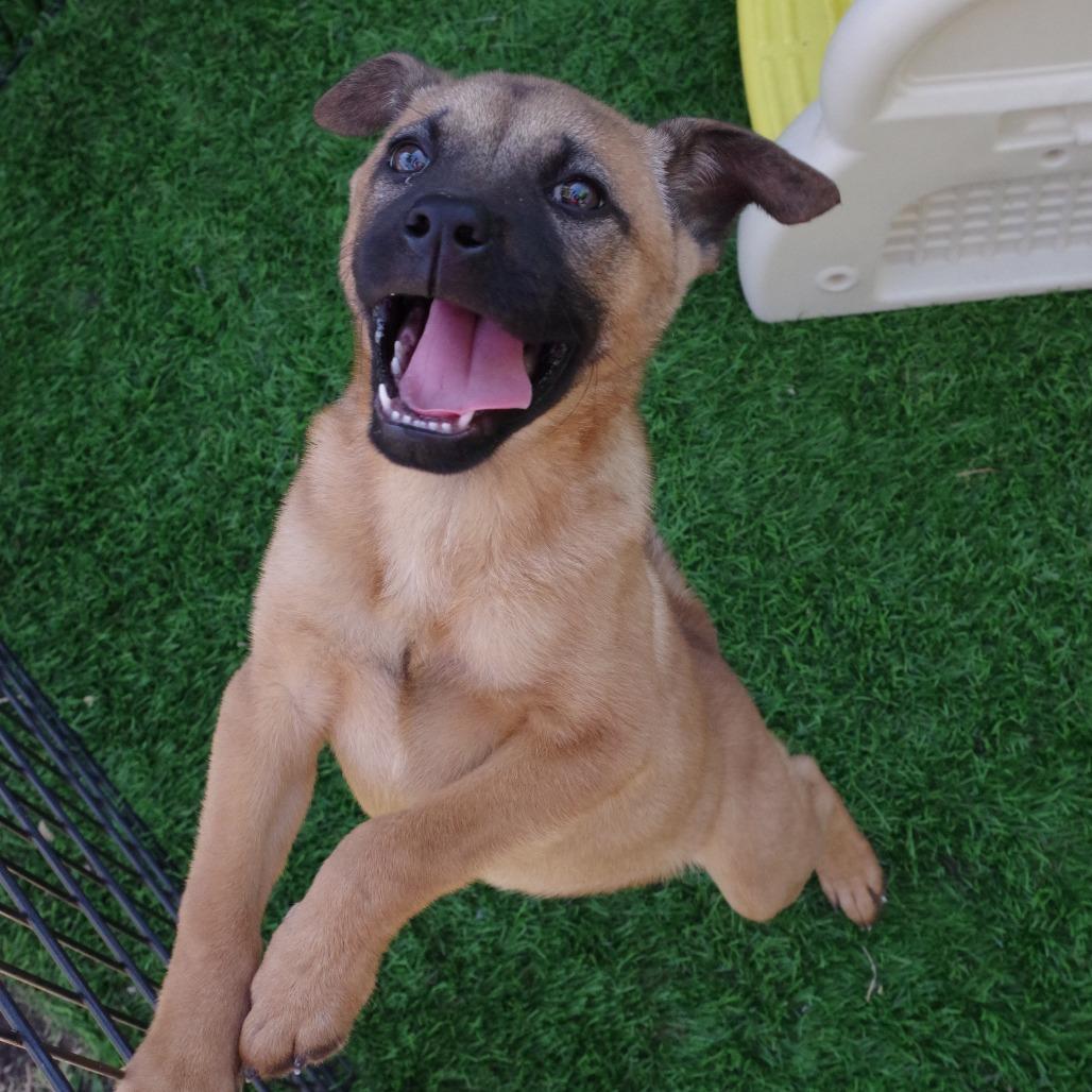 Puppy Bubba thumbnail 6