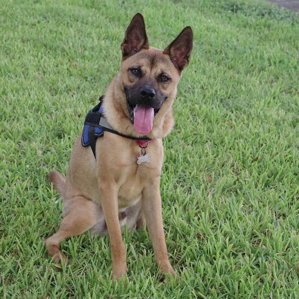 Puppy Bubba, a Adoptable mixed breed in Miami, FL image 5/5