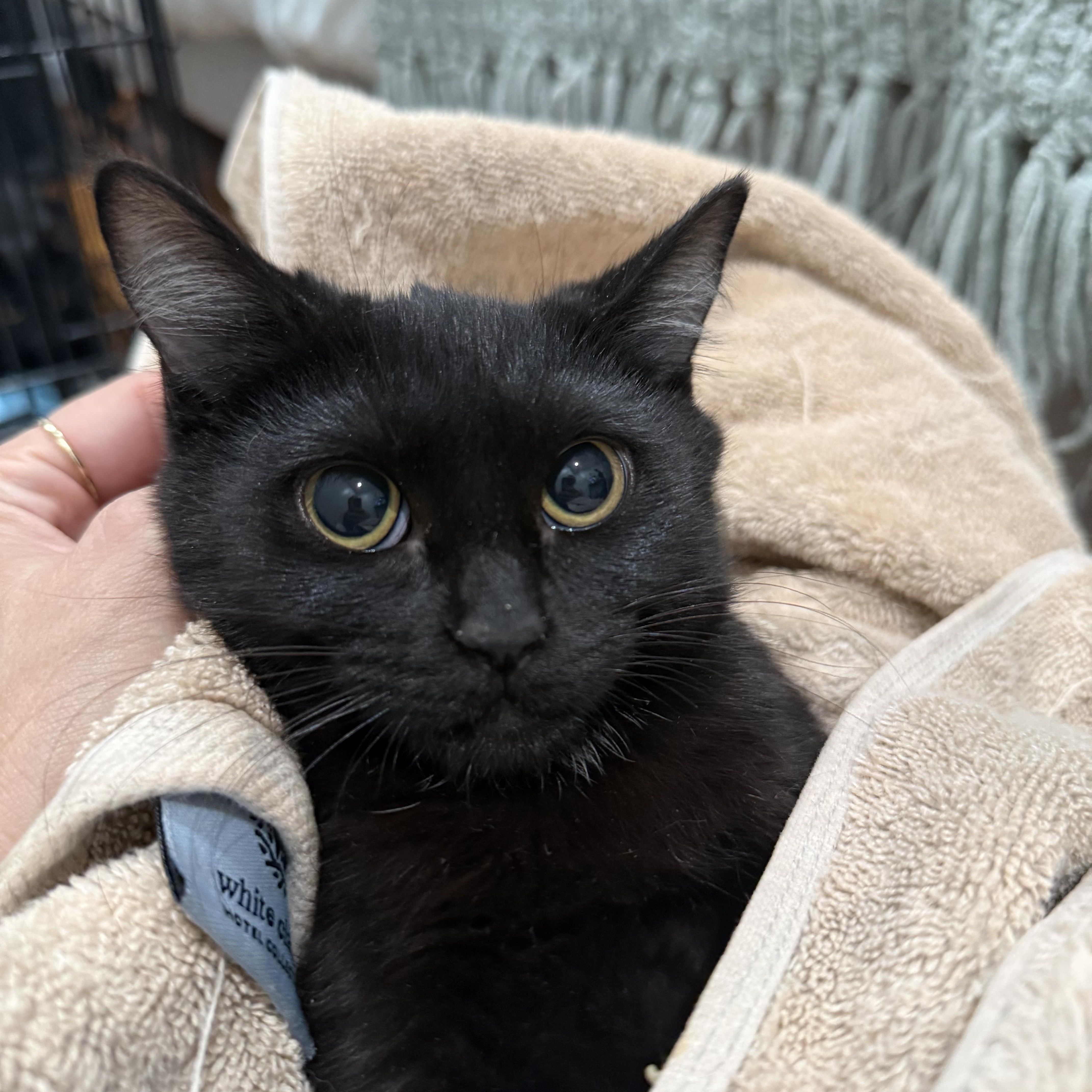 Enlarge Skip, a Adoptable Domestic Short Hair in Tampa, FL image 2/2