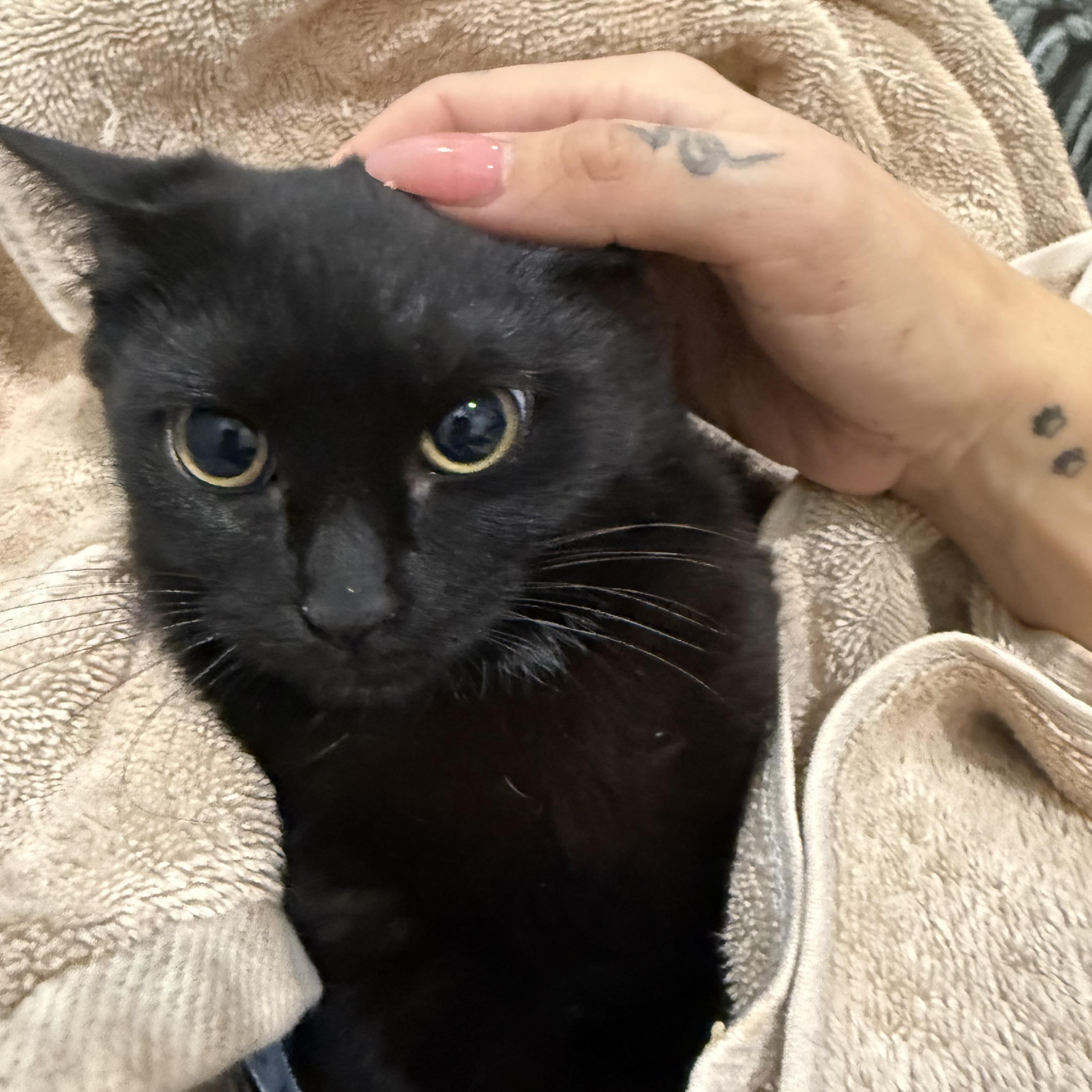 Skip, Adoptable, Kitten Female Domestic Short Hair.