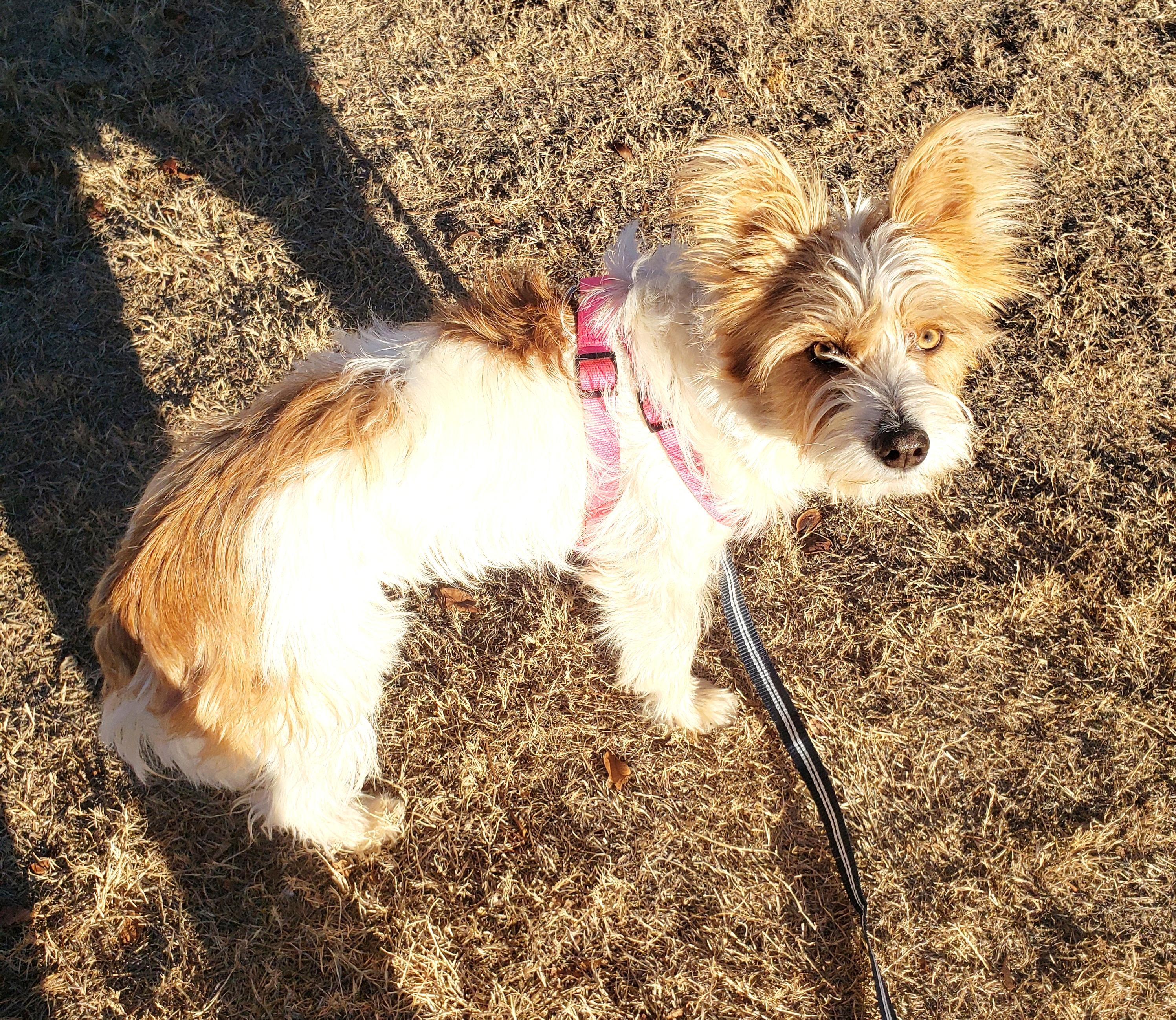 Enlarge Henry, a ADOPTABLE mixed breed in Norman, OK image 5/6