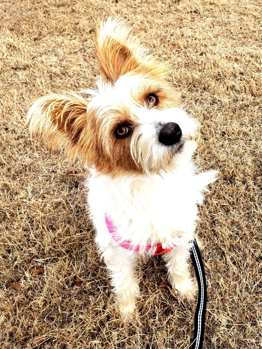 Enlarge Henry, a ADOPTABLE mixed breed in Norman, OK image 1/6