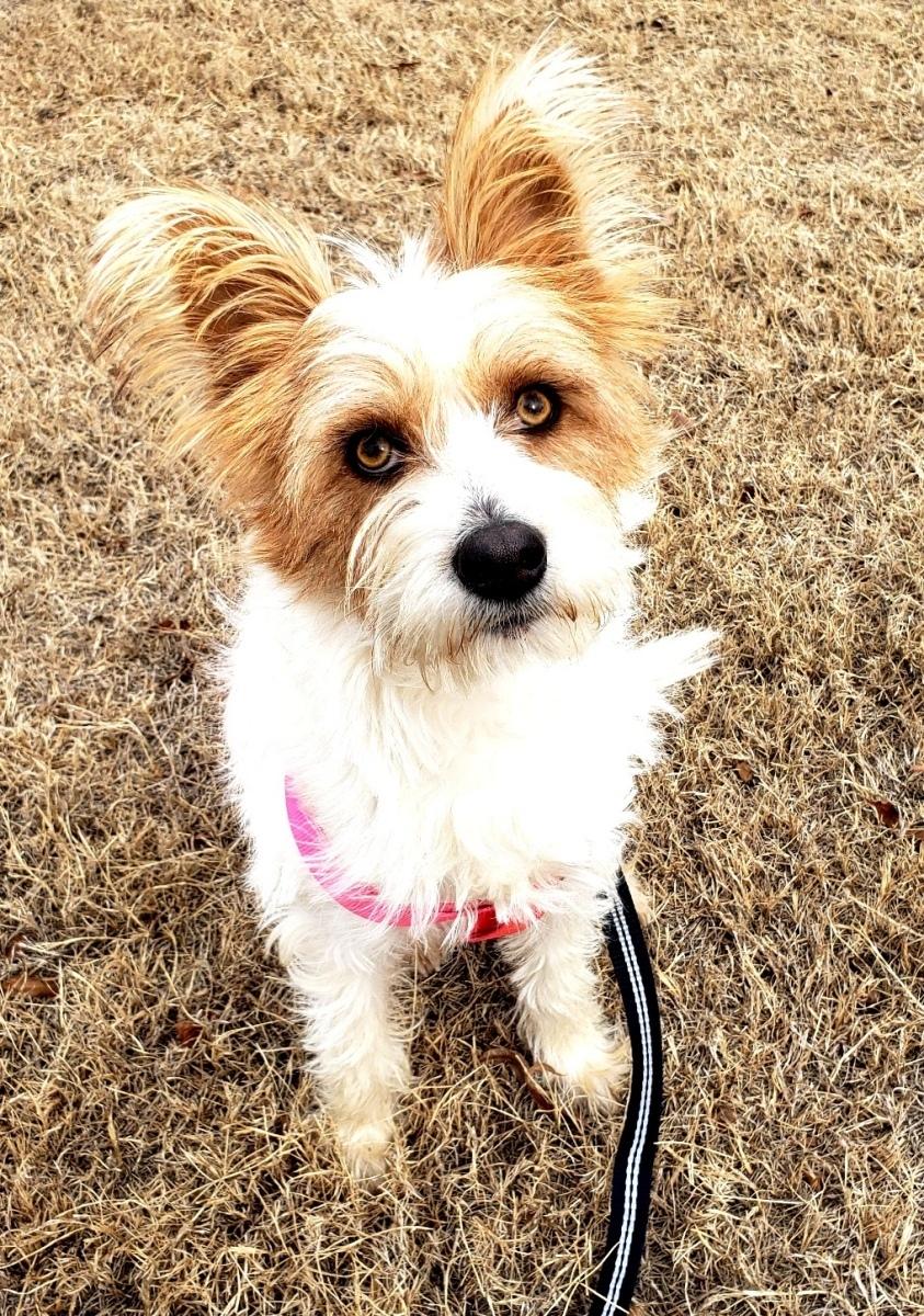 Enlarge Henry, a ADOPTABLE mixed breed in Norman, OK image 2/6