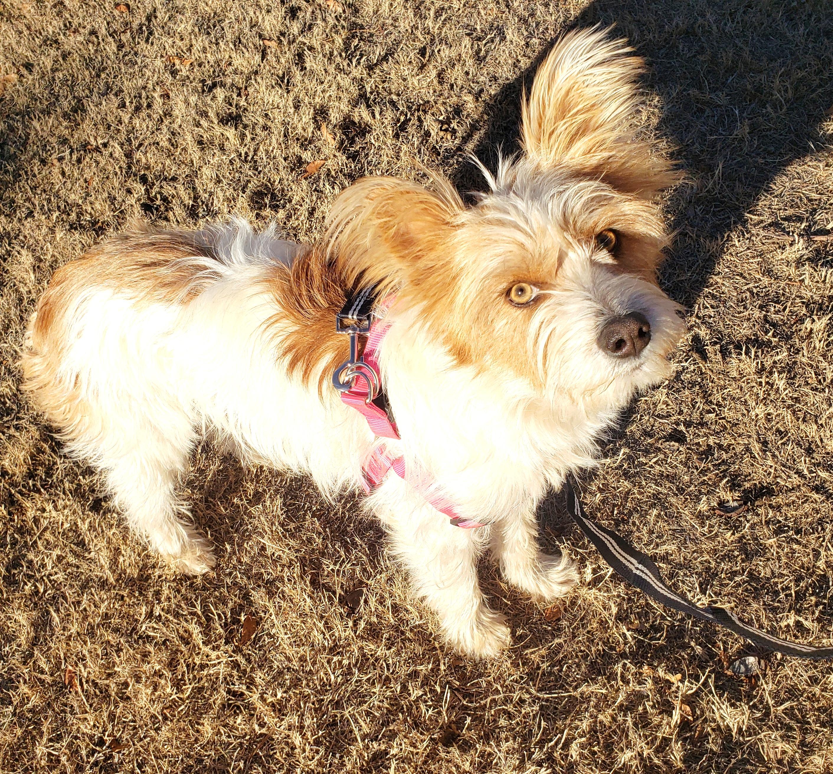 Enlarge Henry, a ADOPTABLE mixed breed in Norman, OK image 6/6