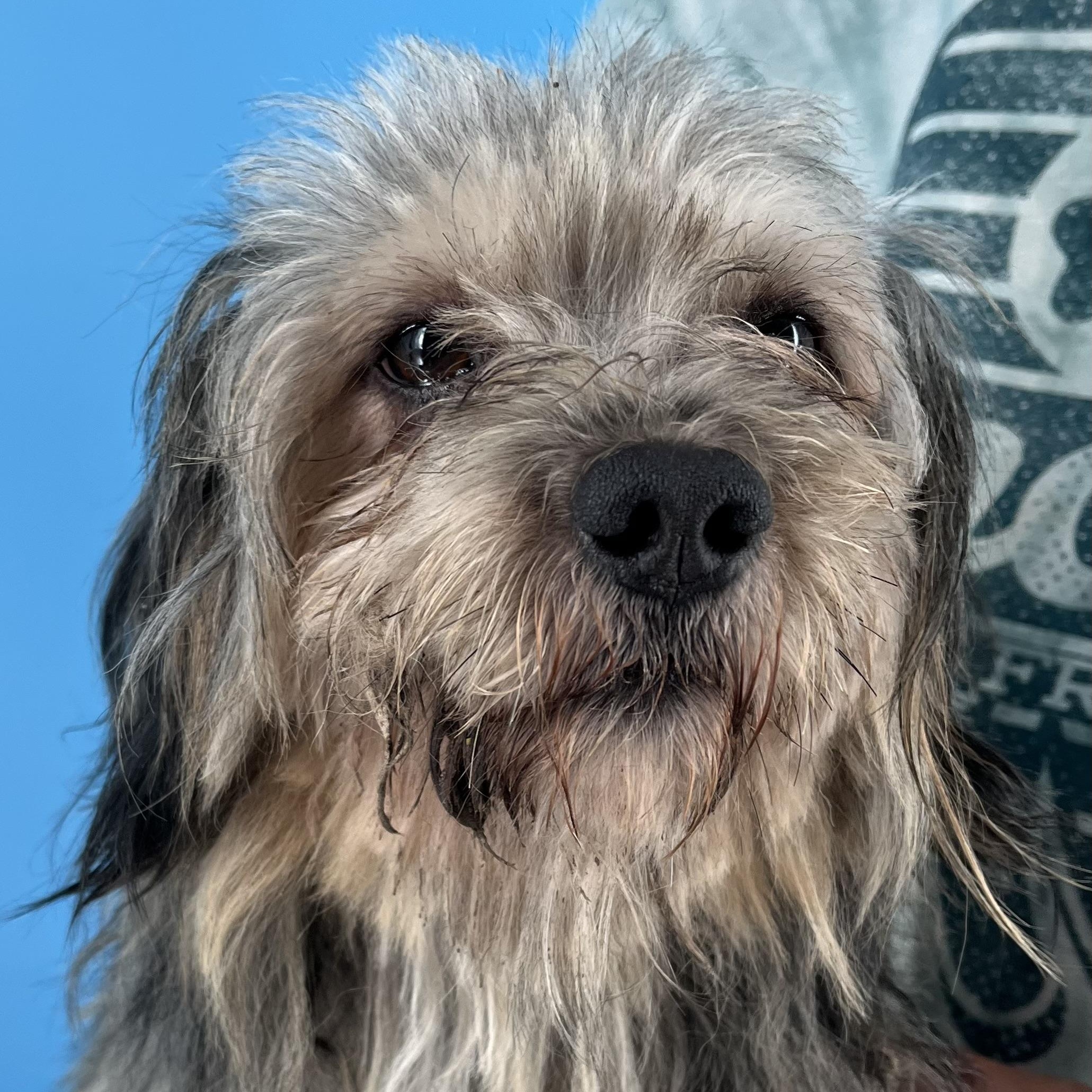 Frankie - Local Sept 26-28