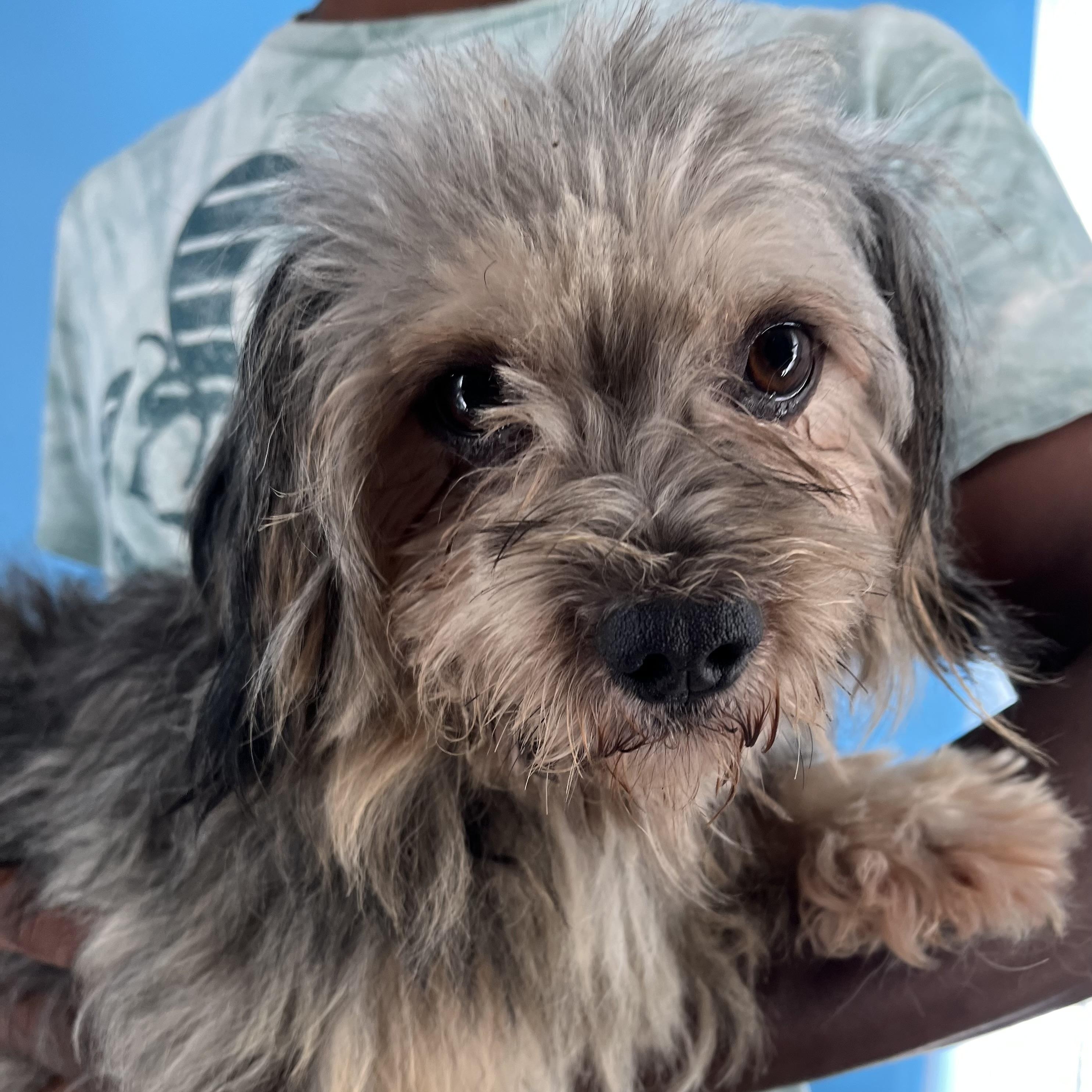 Frankie - Local Sept 26-28