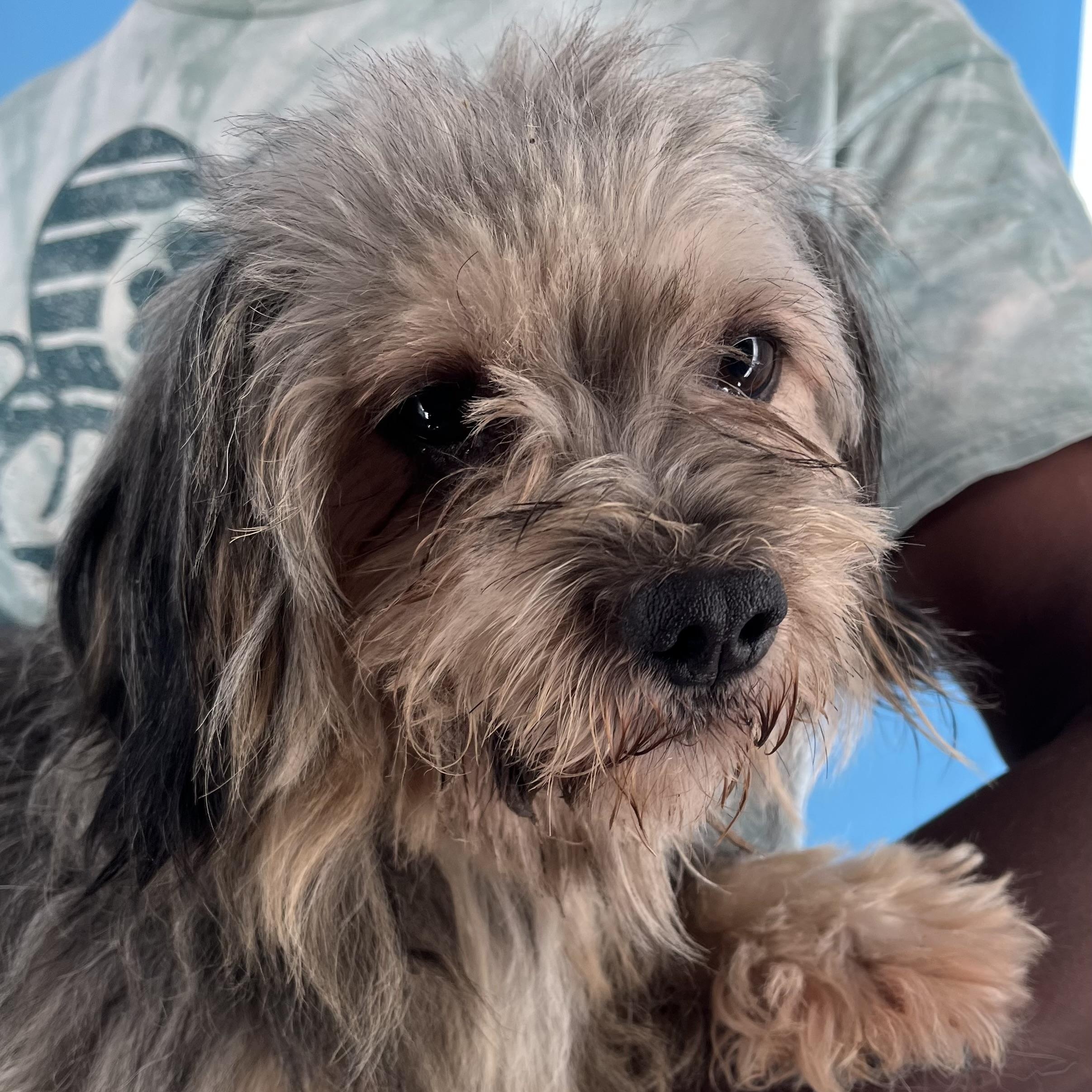 Frankie - Local Sept 26-28