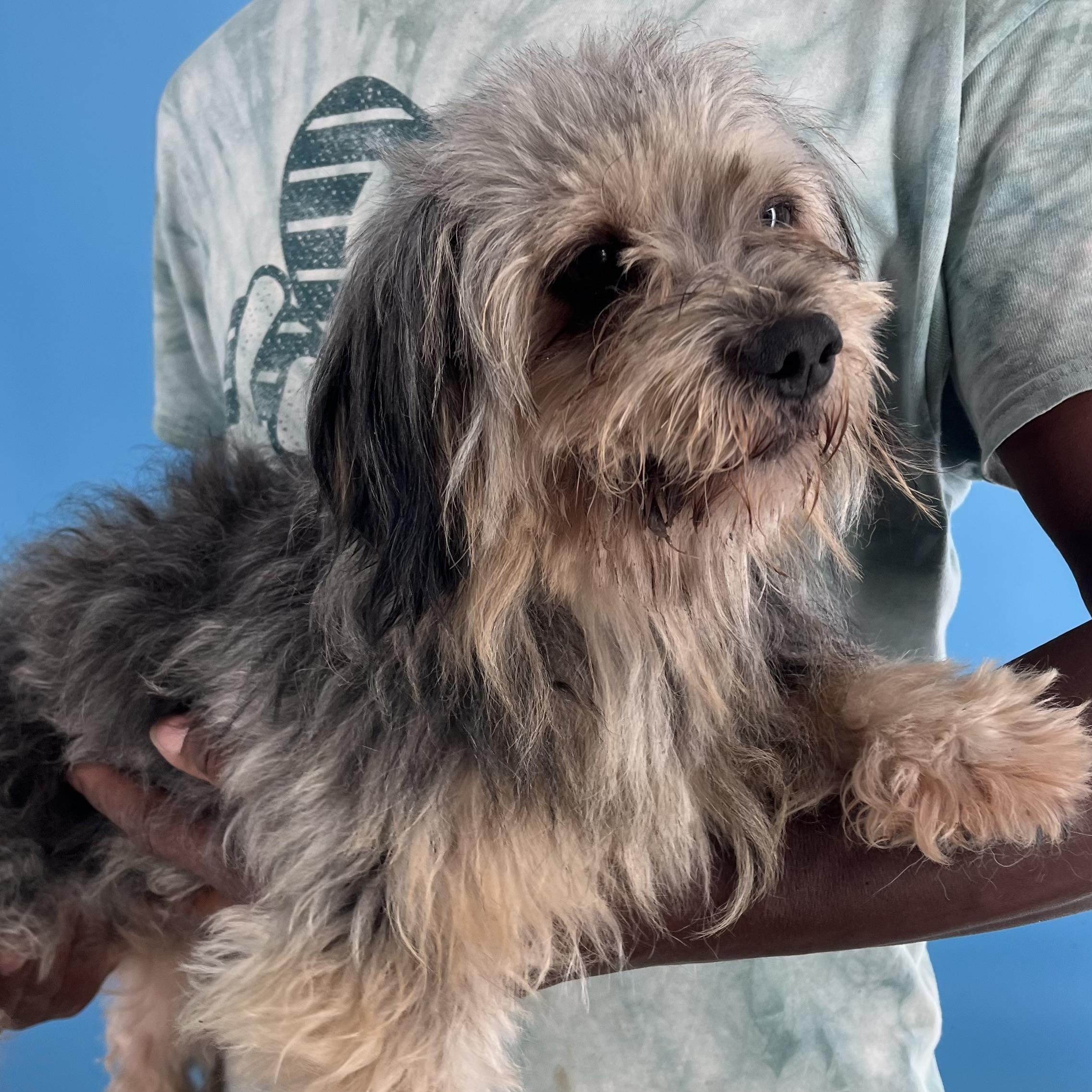 Frankie - Local Sept 26-28