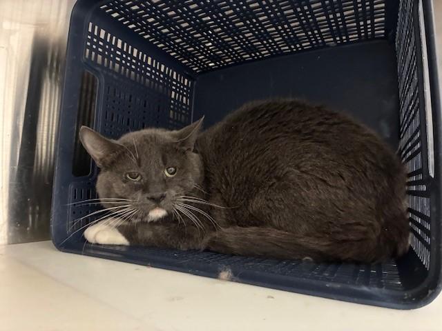 VORTEX, Adoptable, Adult Male Domestic Medium Hair.