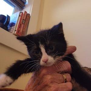 Enlarge Toma, a Adoptable Domestic Short Hair in Baker City, OR image 1/1