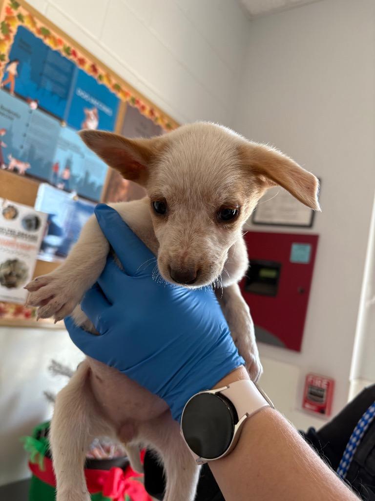 Enlarge Dancer, a Adoptable mixed breed in Belton, TX image 2/4